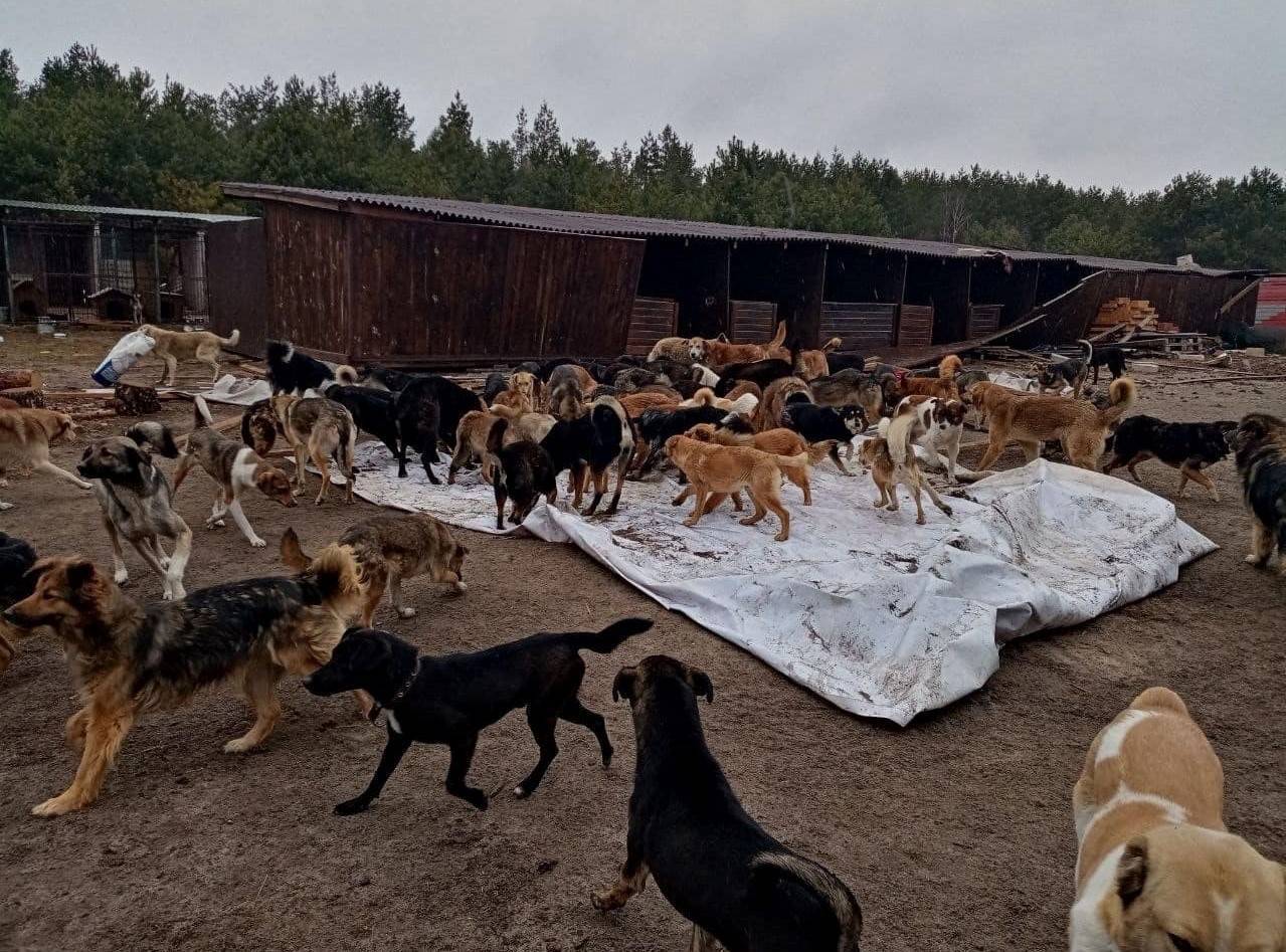 Убивают собак и обстреливают зоопарки: фото издевательств российских  оккупантов над животными (18+) - МЕТА