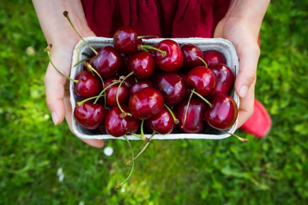 Визначте підходяще місце для черешні