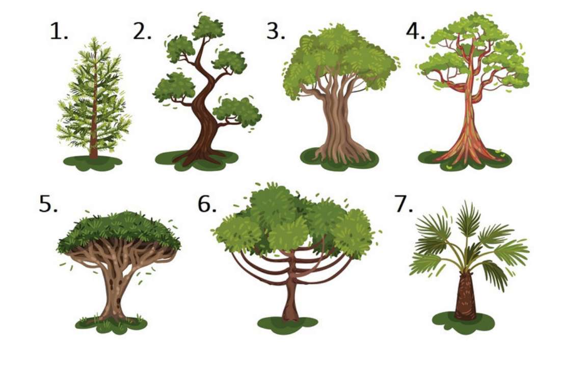 Психологический тест по картинке: выберите дерево и узнайте правду о себе -  МЕТА