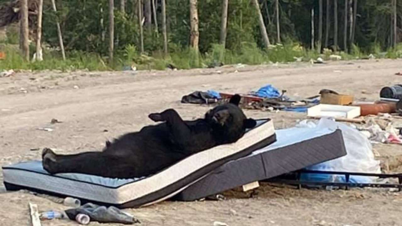 Медведь нашёл на свалке матрас и устроил минуту отдыха. Фото - МЕТА