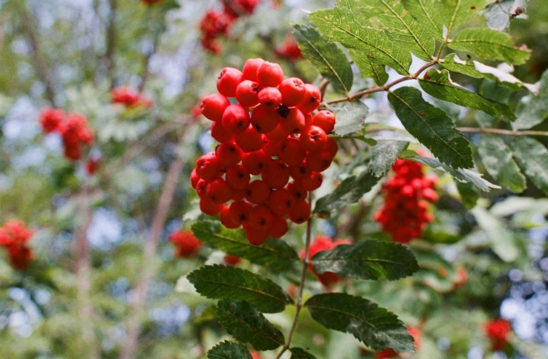 для чего садят рябину возле дома приметы (100) фото