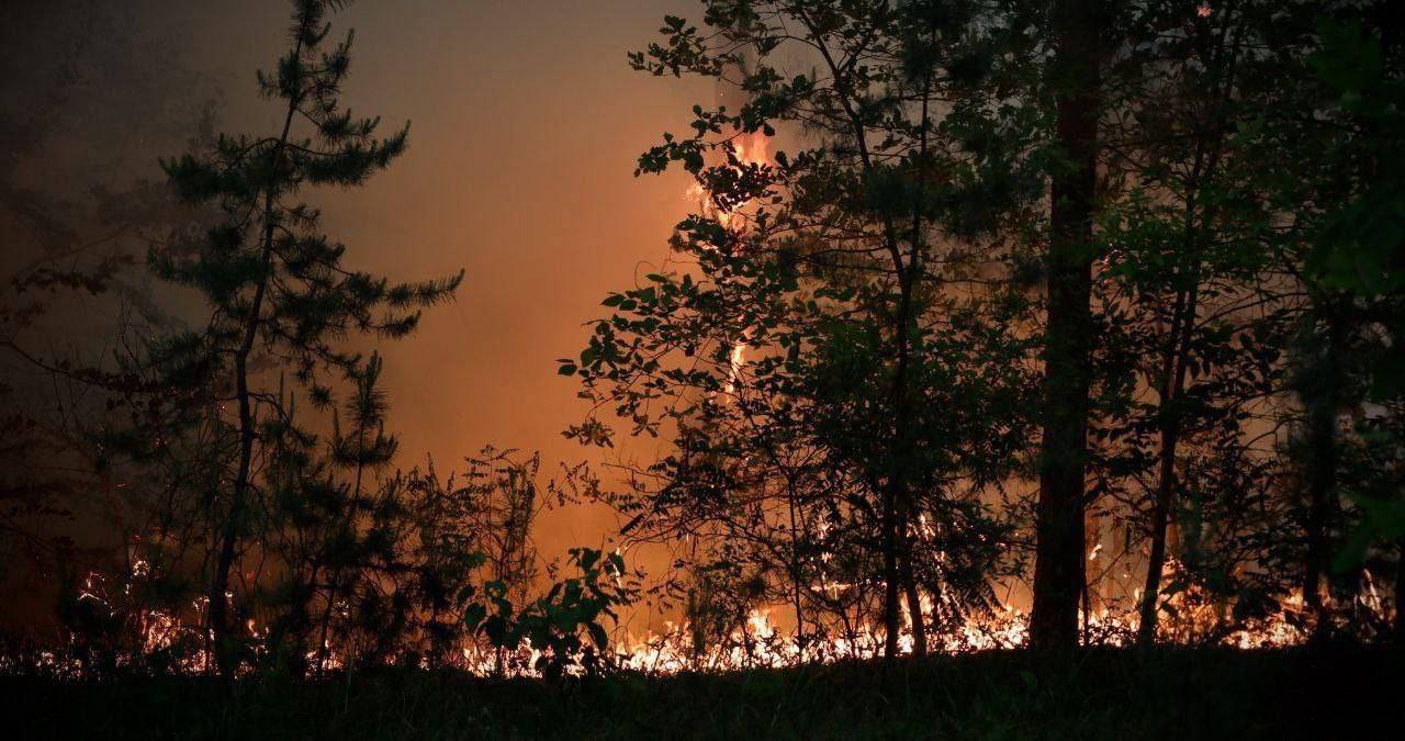 В Луганской области горит 110 га леса:горе-пожарные так называемой лнр  никак не могут потушить огонь - МЕТА