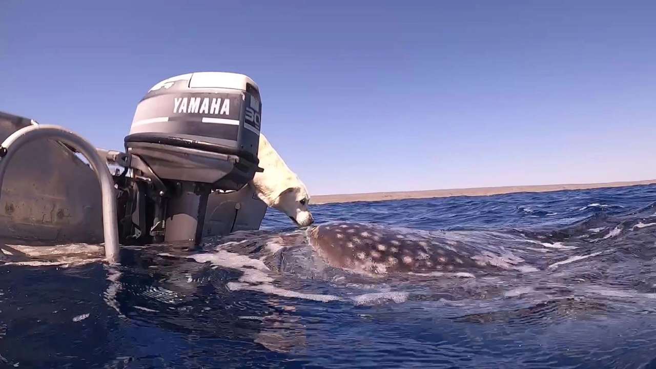 Мне так повезло это увидеть: дайвер сняла на видео поцелуй собаки и акулы.  Видео - МЕТА